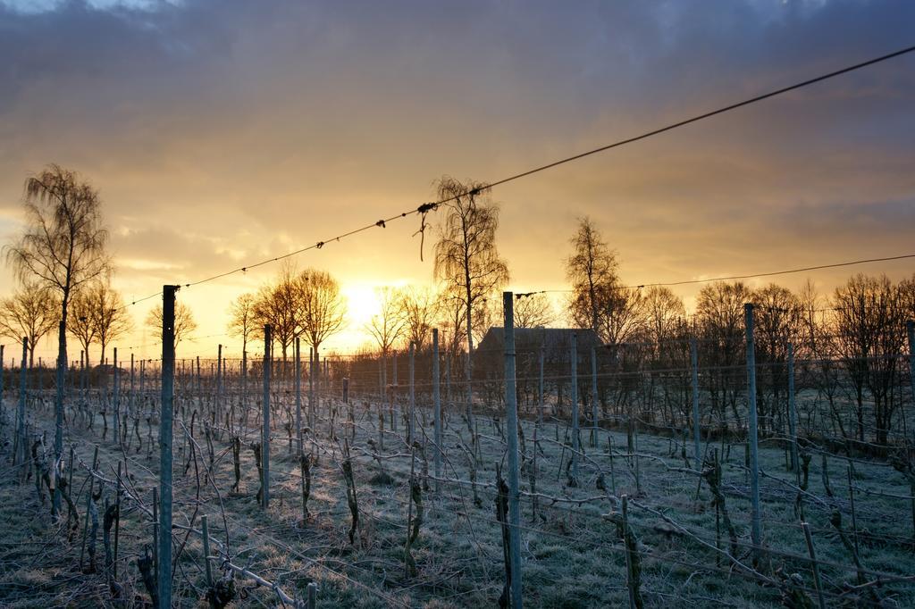 Wijnstaete Bed & Breakfast Lemelerveld ภายนอก รูปภาพ